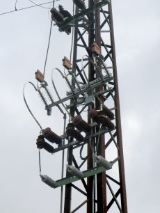 Fla 15/60 GB S N 38,5 kV